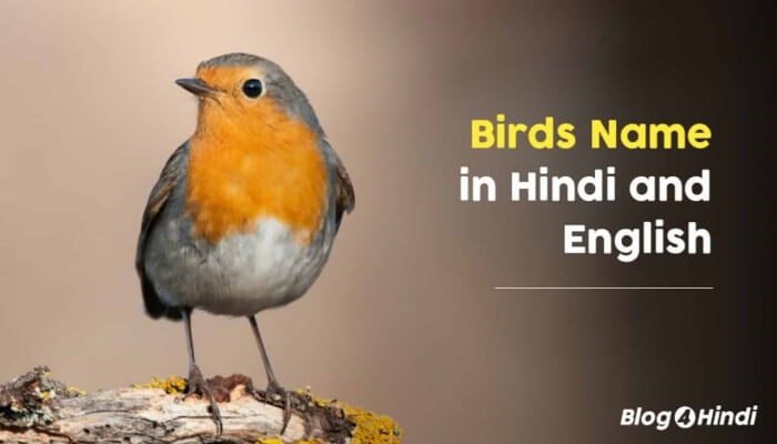 All Birds Name in Hindi and english 